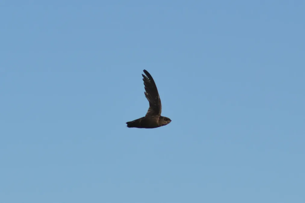 File:Chimney Swift (Chaetura pelagica) (14568670961).jpg