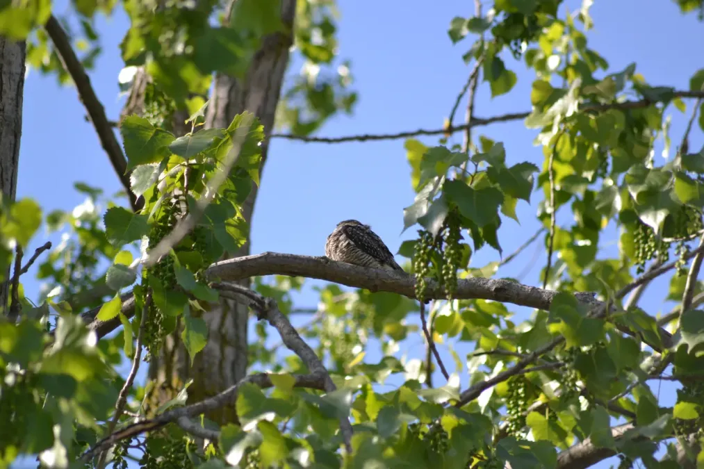 File:Common Nighthawk (Chordeiles minor) (14209891405).jpg