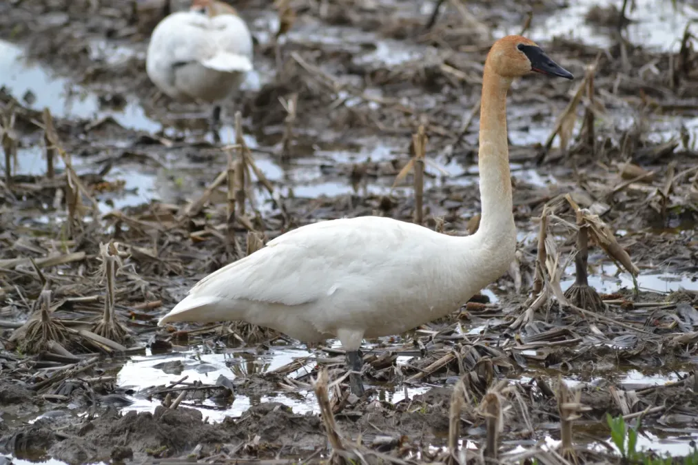 File:Trumpeter Swan (Cygnus buccinator) (14023161250).jpg