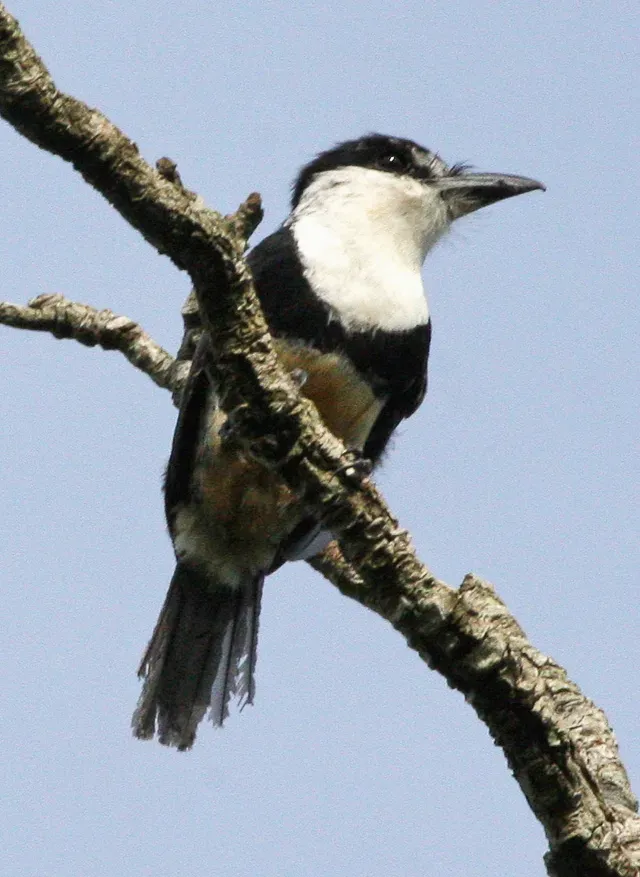 File:Notharchus swainsoni - Buff-bellied puffbird.jpg