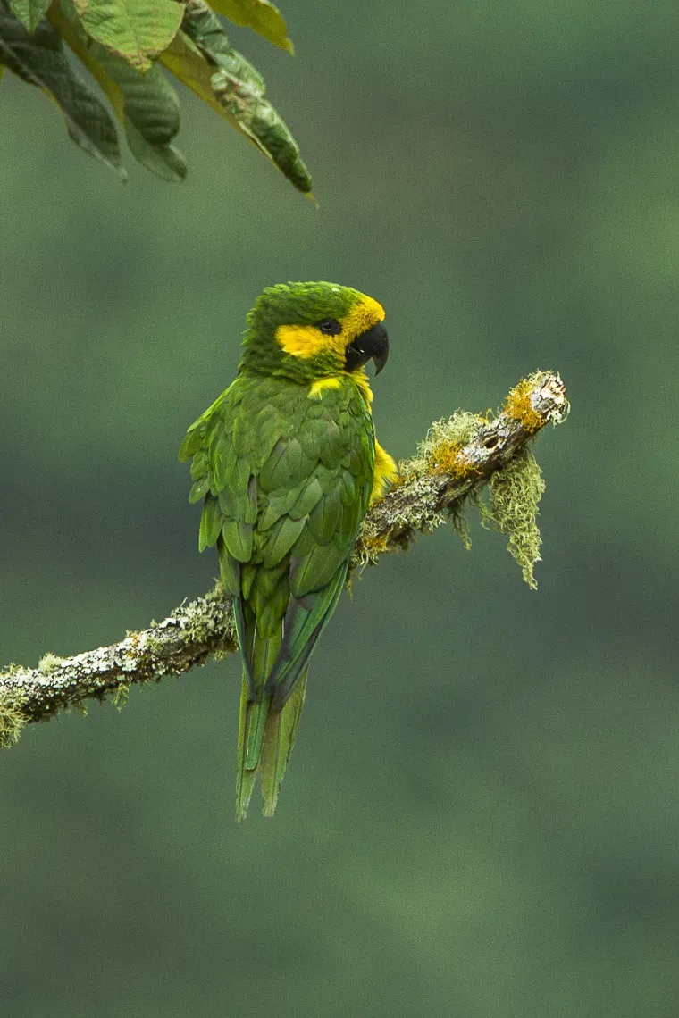 File:Ognorhynchus icterotis -Colombia-8.jpg