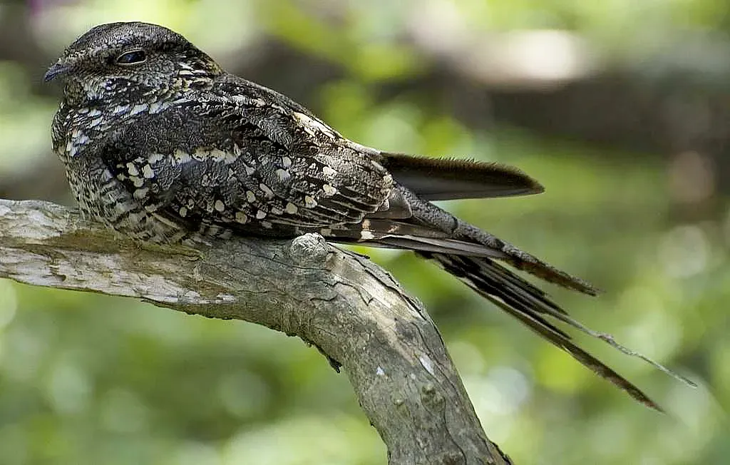 File:Hydropsalis torquata in Uruguay.jpg
