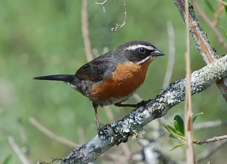 File:Poospiza nigrorufa siete vestidos (2).jpg
