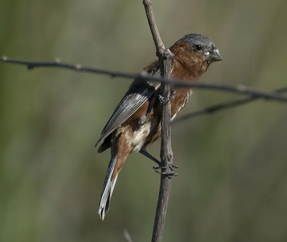 File:Sporophila cinnamomea CAPUCHINO CORONA GRIS.jpg