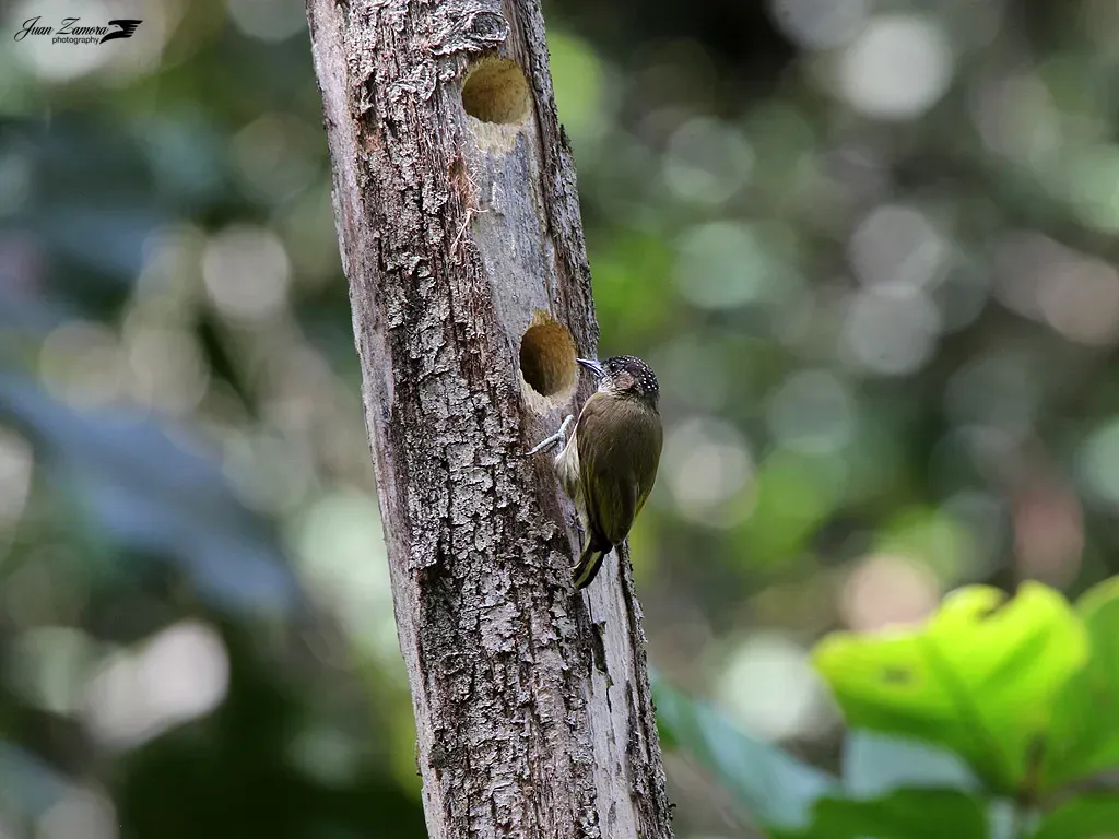 File:Picumnus olivaceus (Olivaceous Piculet) (12144677326).jpg