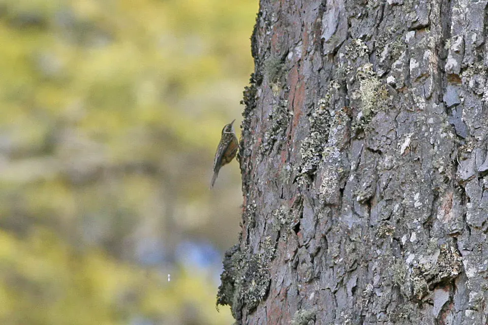 File:Certhia nipalensis, Punakha to Trongsa, Bhutan.jpg