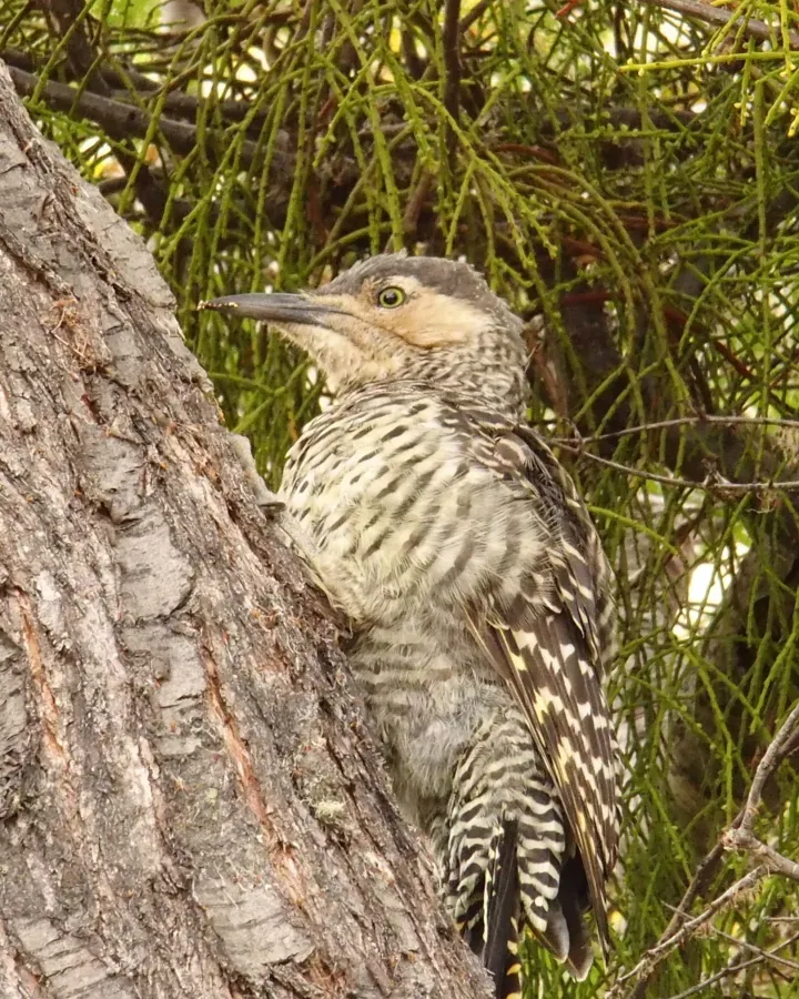 File:Colaptes pitius a.JPG