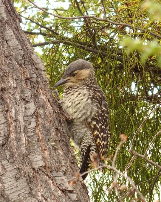 File:Colaptes pitius b.JPG