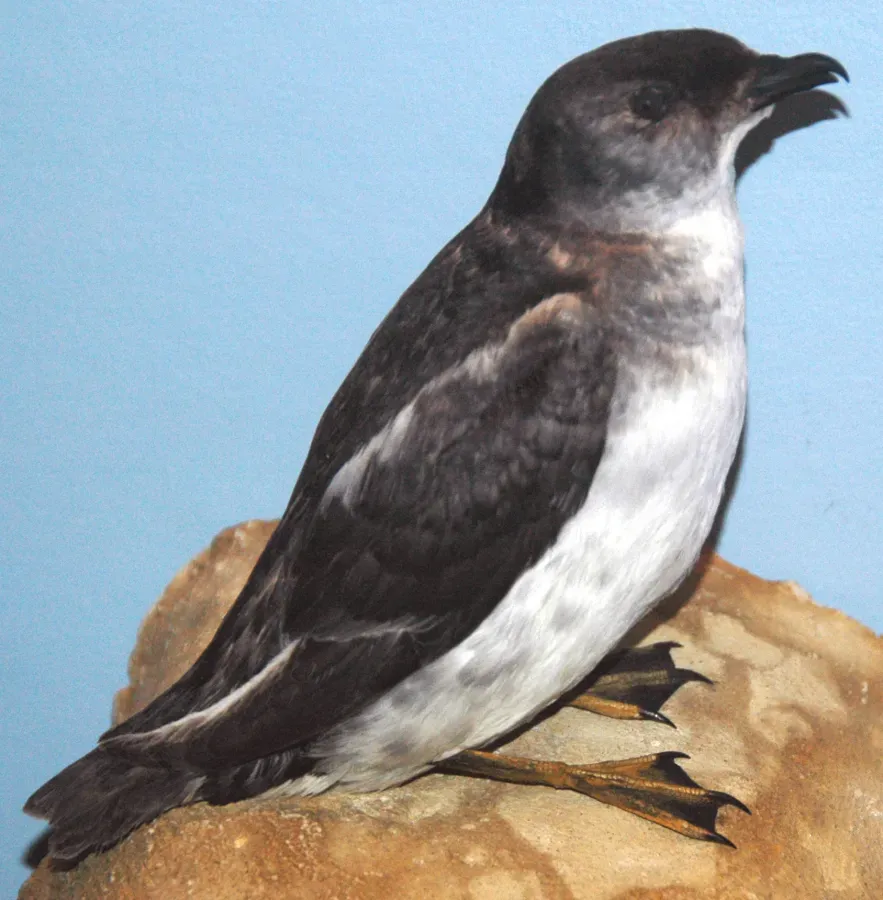File:Pelecanoides georgicus (South Georgian diving-petrel) (8365384976).jpg