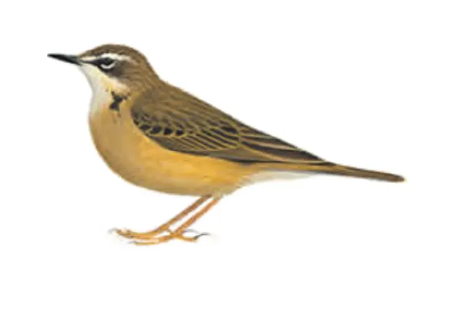 File:Anthus gutturalis HBW.jpg