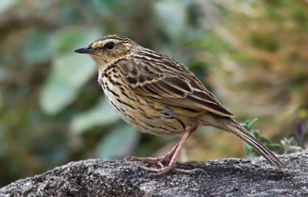 File:Anthus nilghiriensis 1.jpg
