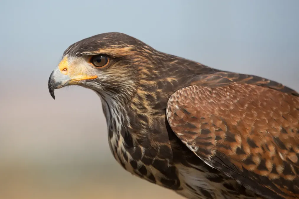 File:Parabuteo unicinctus - 01.jpg
