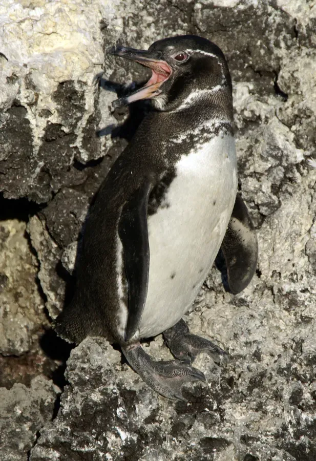 File:Galapagos penguin (Spheniscus mendiculus) -Isabela2.jpg