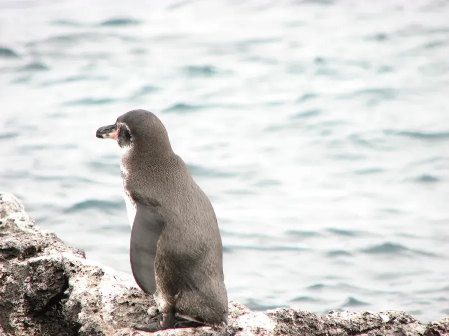 File:Galapagos penguin (Spheniscus mendiculus) -side and back.jpg