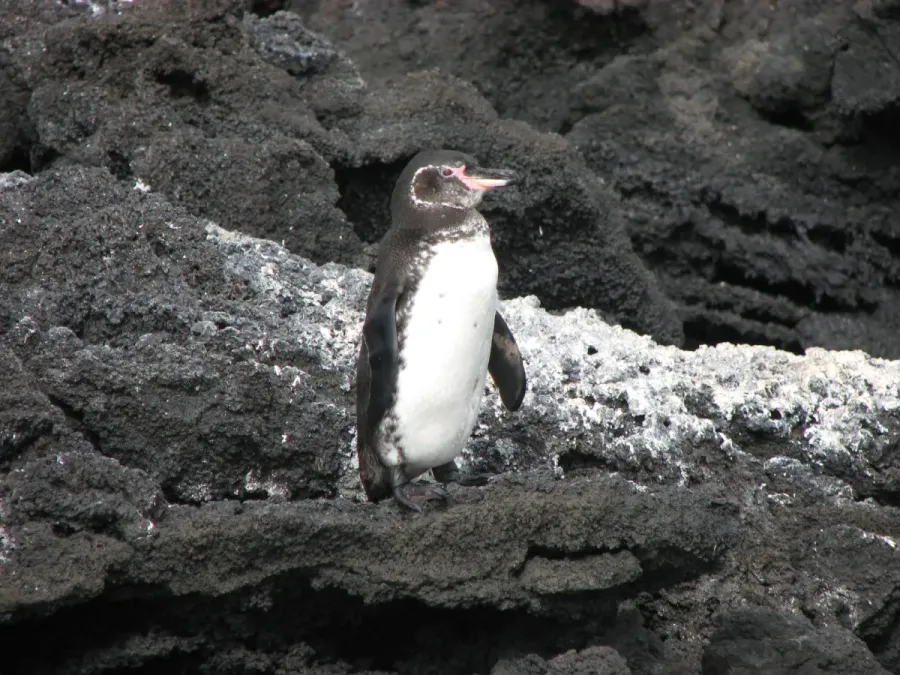 File:Galápagos Penguin (Spheniscus mendiculus) -standing on rock.jpg