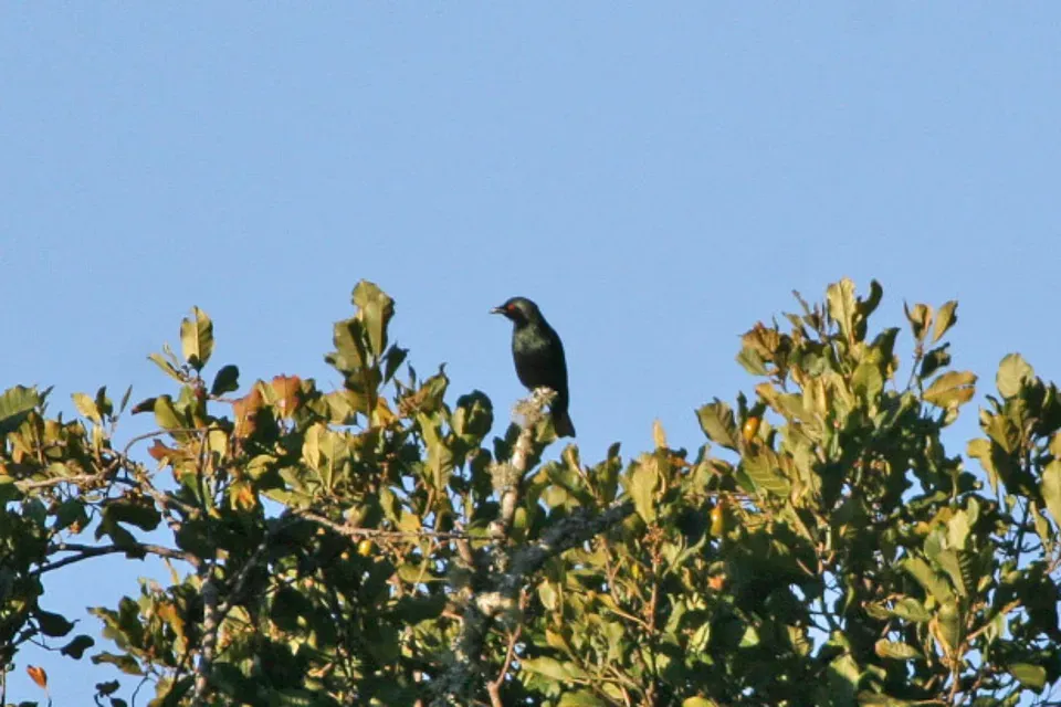 File:Short-tailed Starling (Aplonis minor) (8074126560).jpg