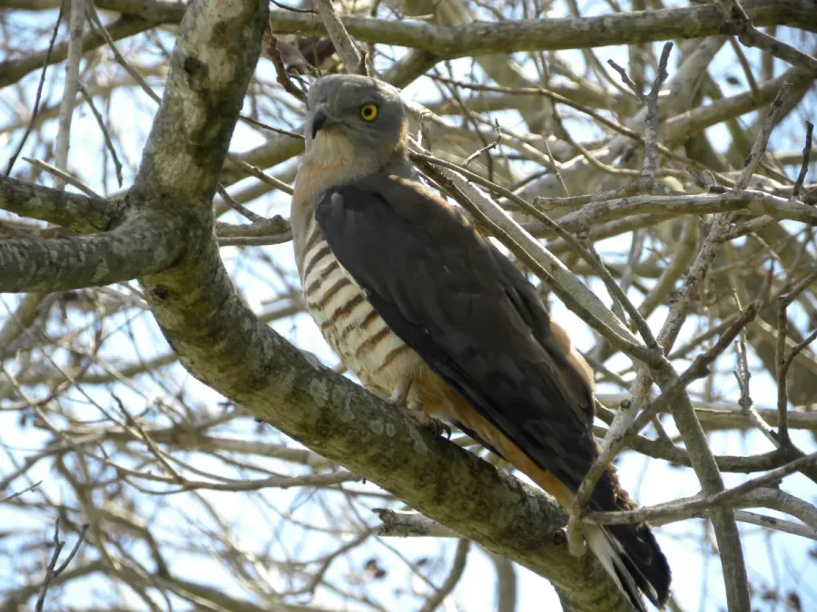 File:Pacific Baza (Aviceda subcristata) 1.JPG