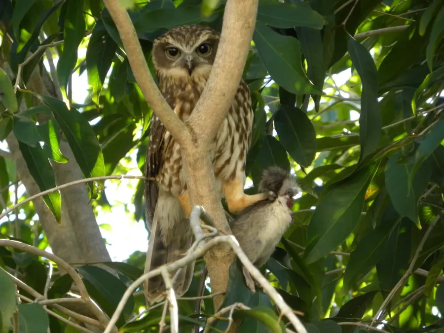 File:Southern Boobook (Ninox boobook) 04.jpg