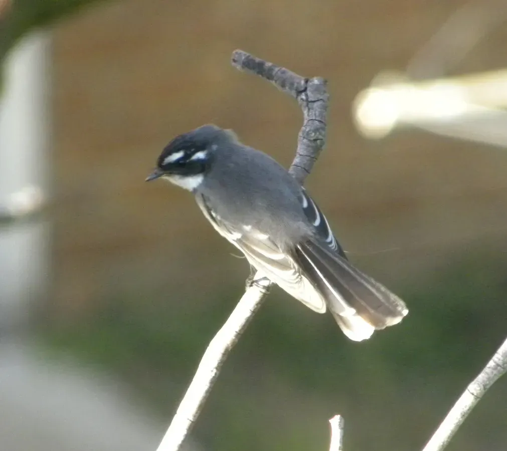 File:Grey Fantail (rhipidura albiscapa) 03.jpg