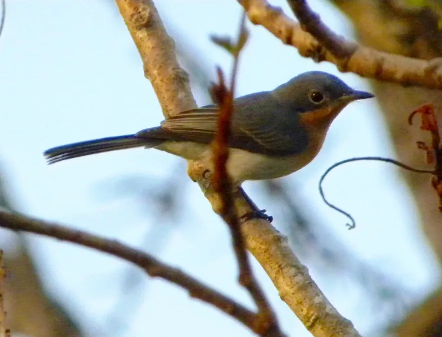 File:Leaden Flycatcher (myiagra rubecula).JPG