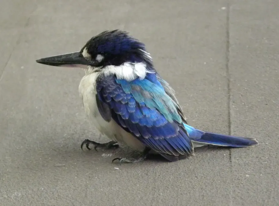 File:Forest Kingfisher (todiramphus macleayii).JPG
