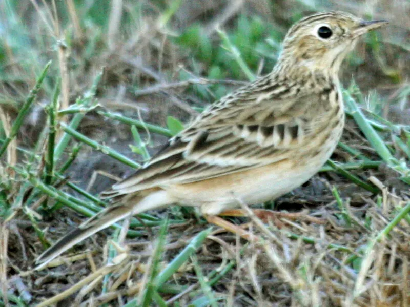 File:Anthus spragueii, Harlingen, Texas 2.jpg