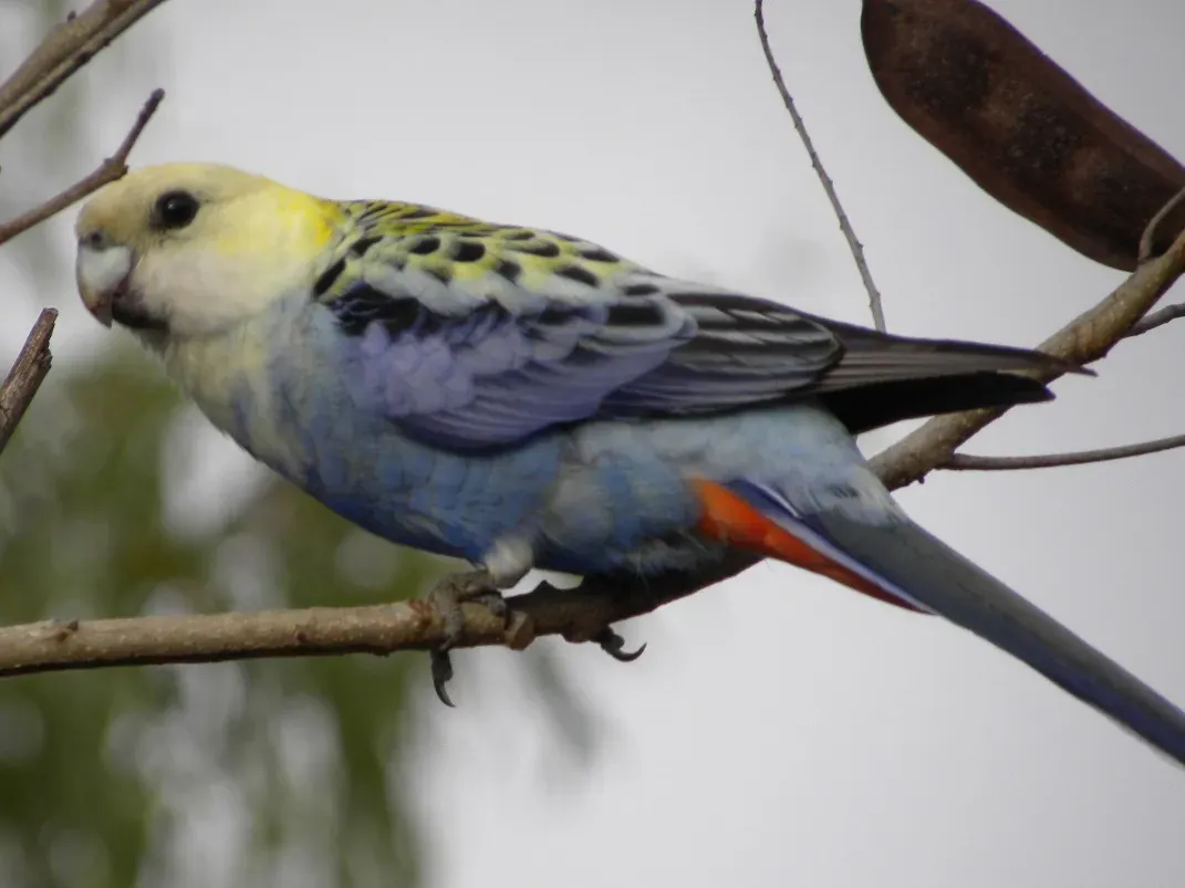 File:Pale-headed Rosella (Platycercus adscitus) 01.jpg