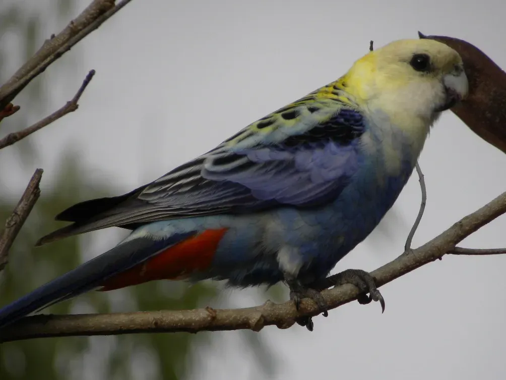File:Pale-headed Rosella (Platycercus adscitus) 02.jpg