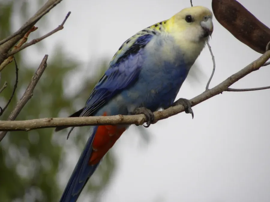 File:Pale-headed Rosella (Platycercus adscitus) 03.jpg