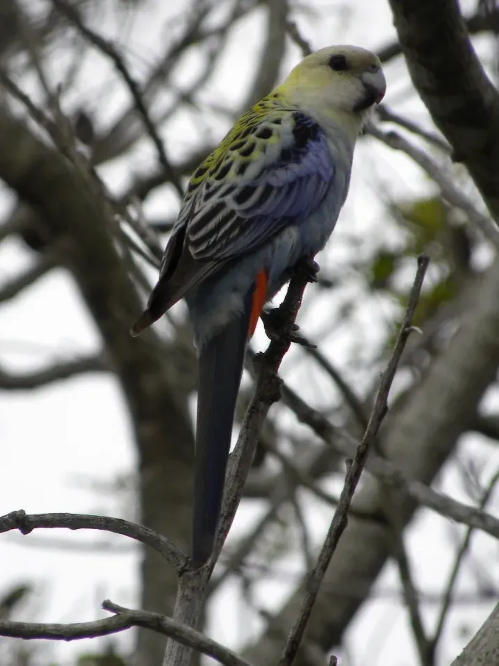 File:Pale-headed Rosella (Platycercus adscitus) 04.jpg