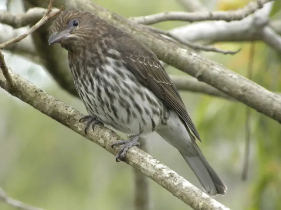 File:Australasian Figbird - Female (Sphecotheres vieilloti) 02.jpg