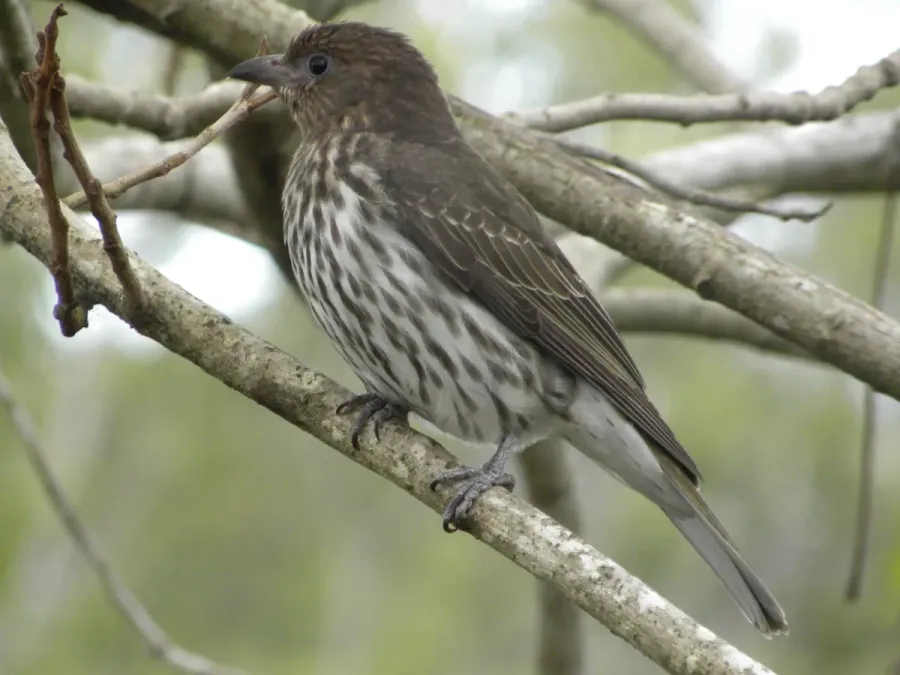 File:Australasian Figbird - Female (Sphecotheres vieilloti) 01.jpg