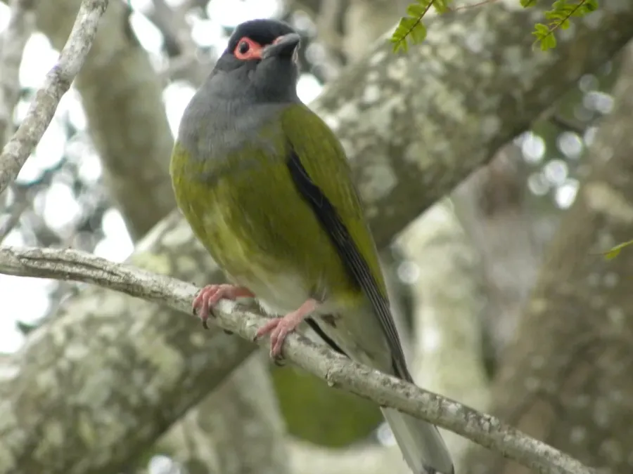 File:Australasian Figbird - Male (Sphecotheres vieilloti) 06.JPG
