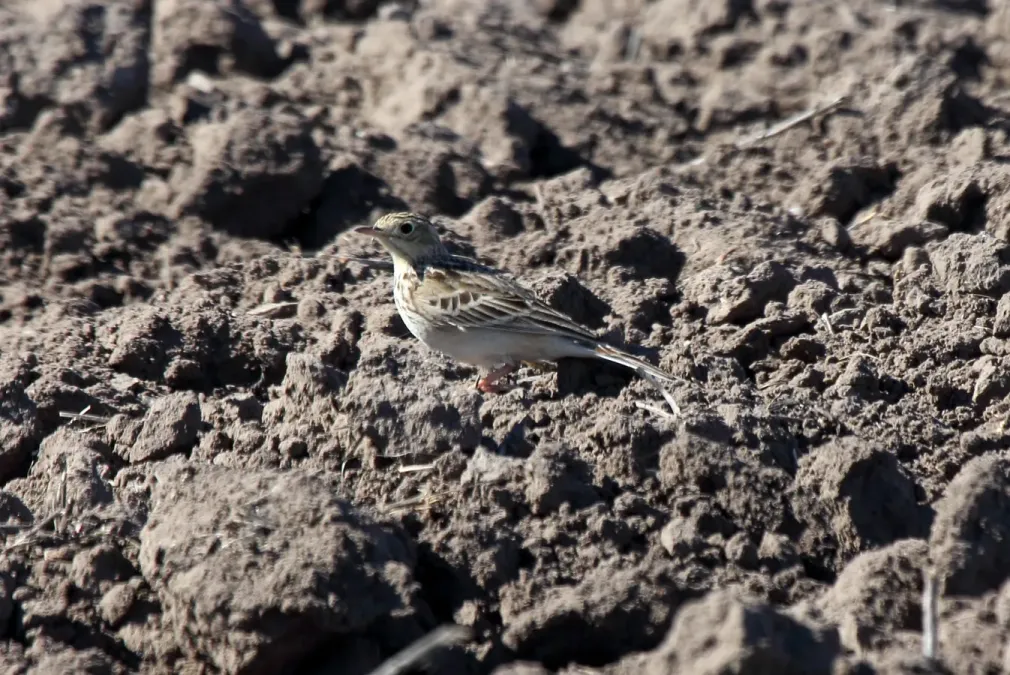 File:Anthus spragueii, Sherony 1.jpg