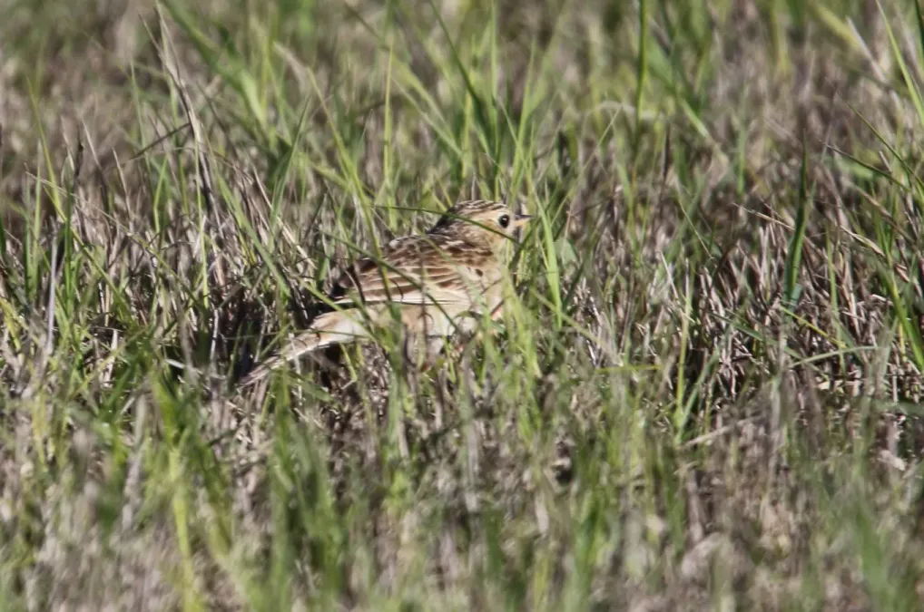 File:Anthus spragueii, Sherony 2.jpg