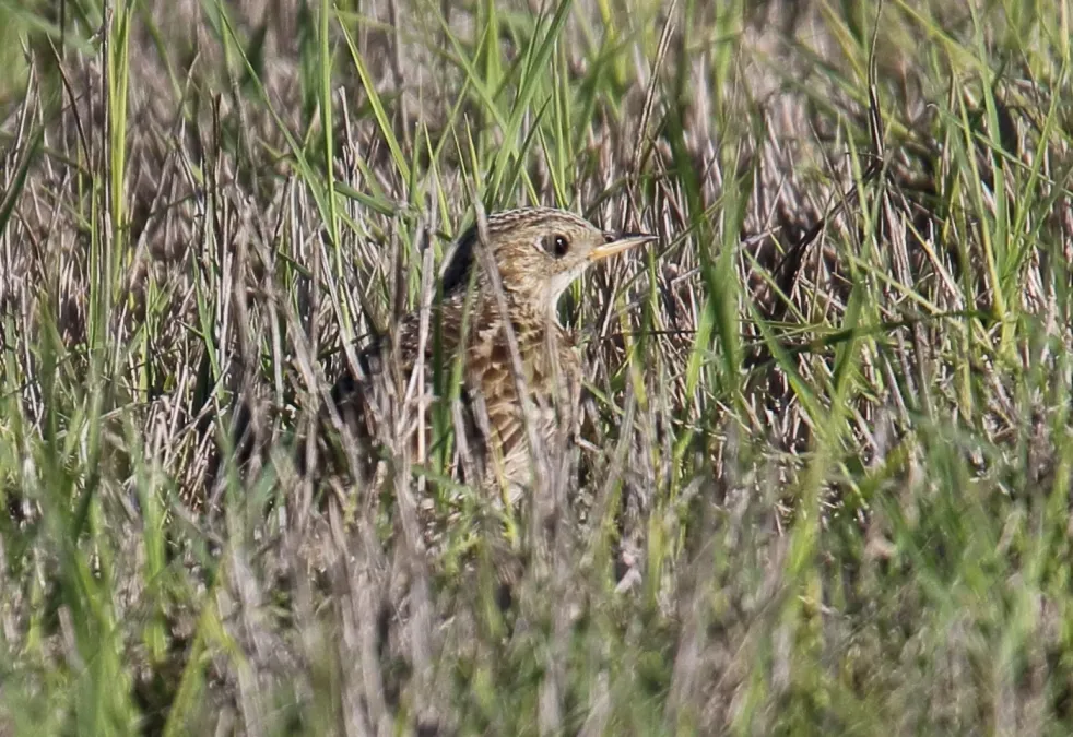File:Anthus spragueii, Sherony 3.jpg