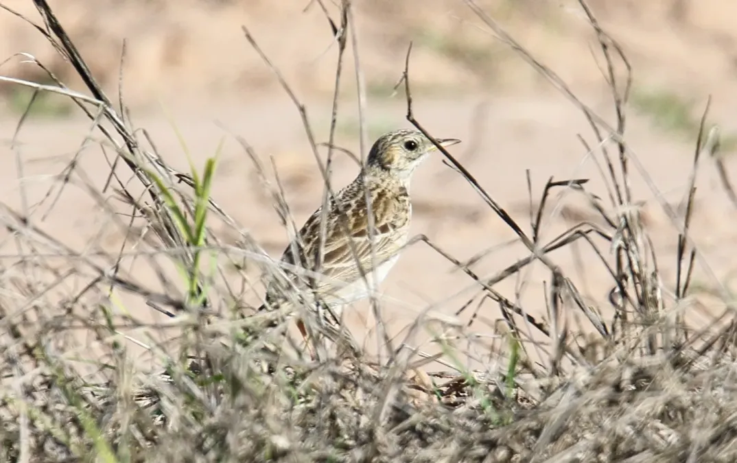 File:Anthus spragueii, Sherony 4.jpg