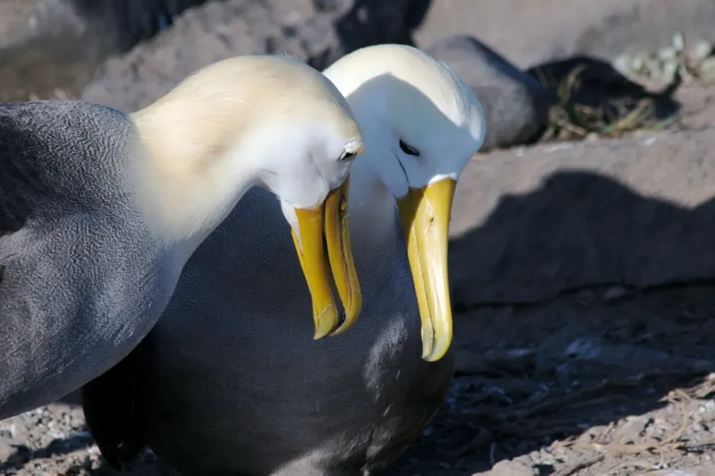 File:Waved Albatross (Phoebastria irrorata) -pair.jpg