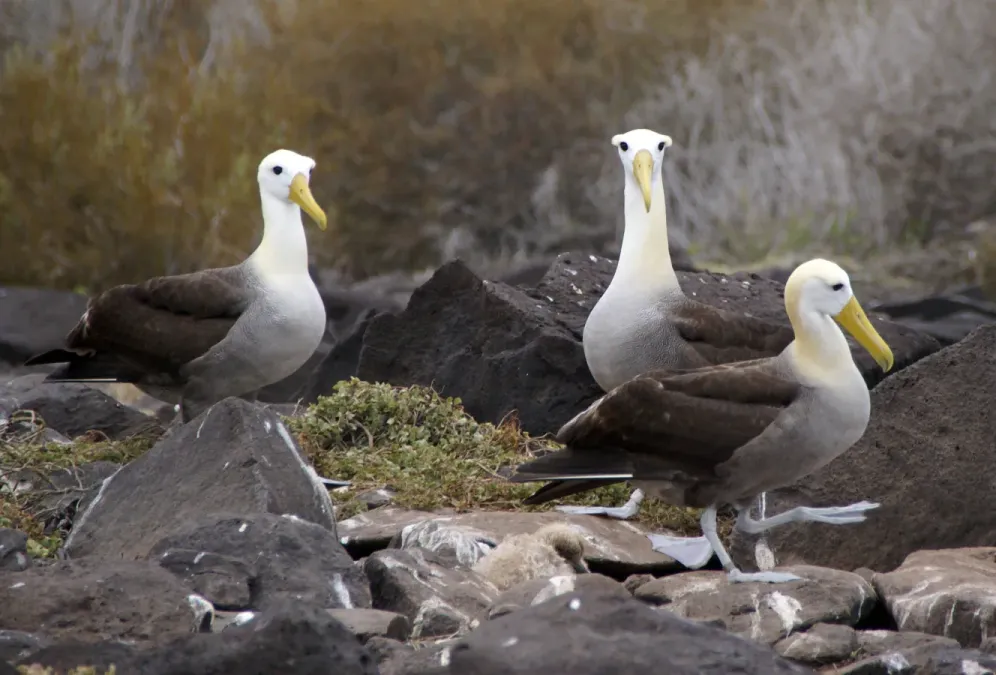 File:Waved Albatross (Phoebastria irrorata) -3 on Espanola.jpg