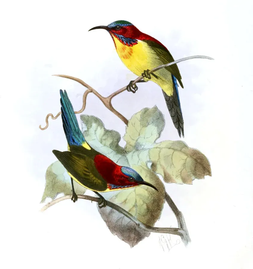 File:Aethopyga shelleyi Keulemans.jpg
