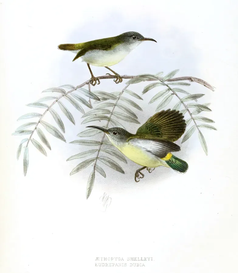 File:Aethopyga shelleyi- Eudrepanis dubia Keulemans.jpg
