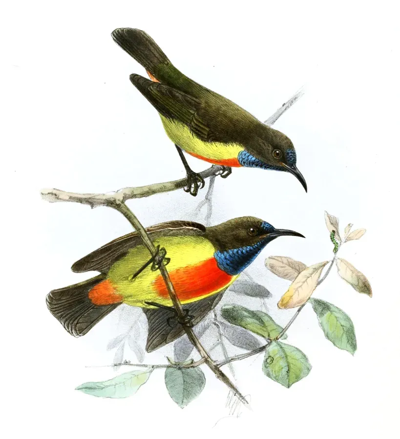 File:Anthreptes anchietae Keulemans.jpg