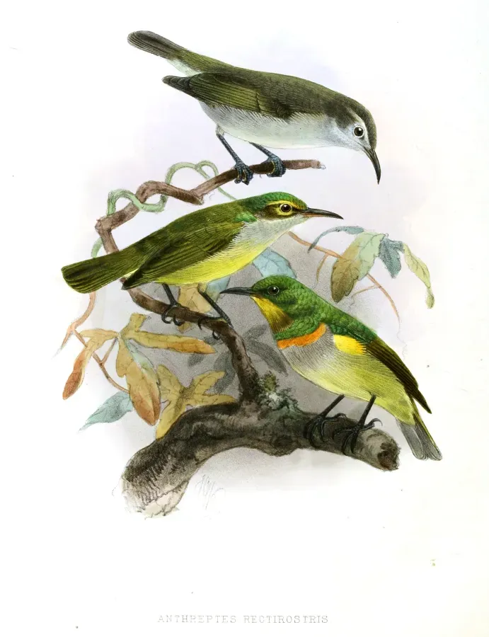 File:Anthreptes rectirostris Keulemans.jpg