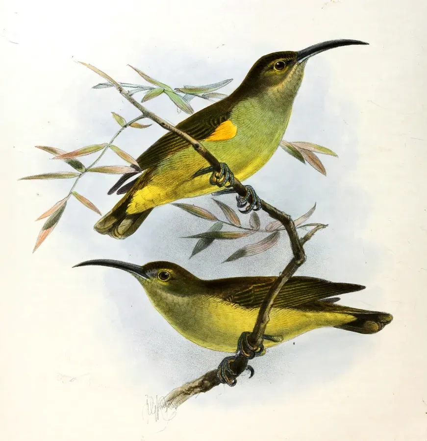File:Arachnothera crassirostris Keulemans.jpg
