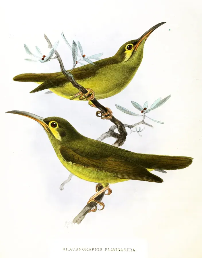 File:Arachnothera flavigaster Keulemans.jpg