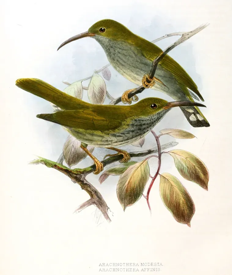 File:Arachnothera modesta - affinis Keulemans.jpg