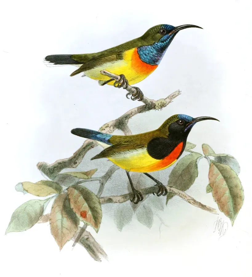 File:Cinnyris jugularis aurora - Aethopyga flagrans Keulemans.jpg