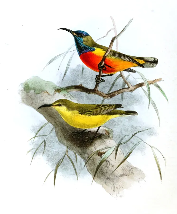 File:Cinnyris solaris Keulemans.jpg