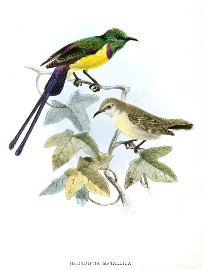File:Hedydipna metallica Keulemans.jpg