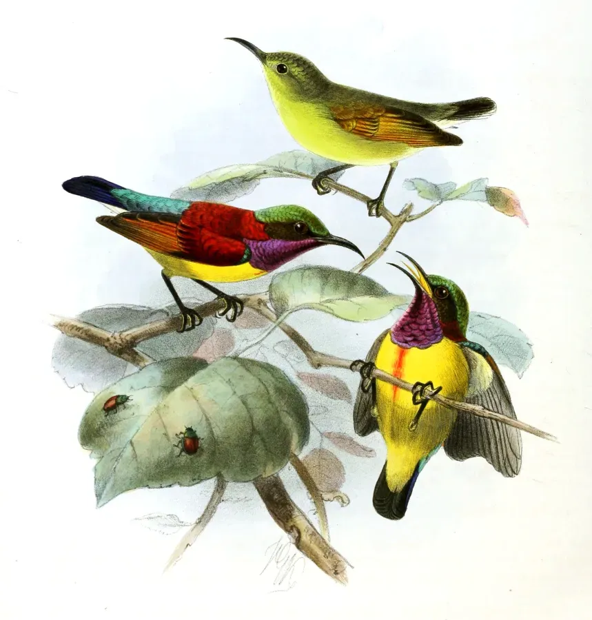 File:Leptocoma sperata juliae Keulemans.jpg